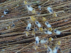 Tapinoma melanocephalum