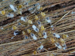 Tapinoma melanocephalum