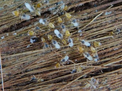 Tapinoma melanocephalum