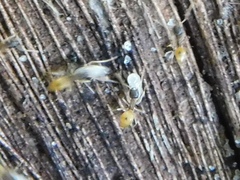 Tapinoma melanocephalum