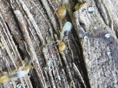 Tapinoma melanocephalum