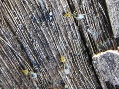 Tapinoma melanocephalum