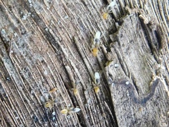 Tapinoma melanocephalum