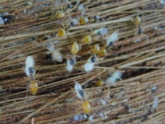 Tapinoma melanocephalum