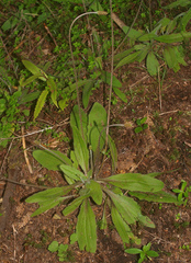 Plantago raoulii