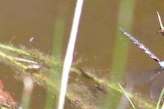 Rhionaeschna jalapensis