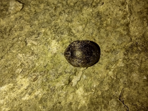 meravcovité (Byrrhidae)