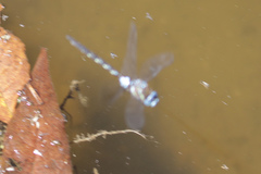 Rhionaeschna jalapensis