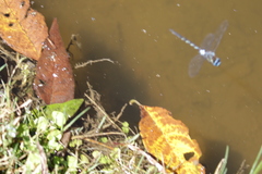 Rhionaeschna jalapensis