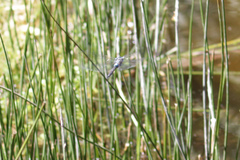 Rhionaeschna jalapensis