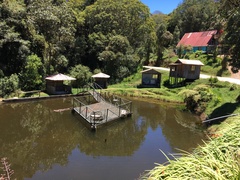 Rhionaeschna jalapensis