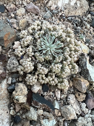 Rollins' Twinpod (Physaria rollinsii)