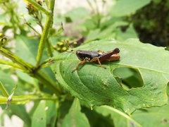 Huastecacris truncatipennis
