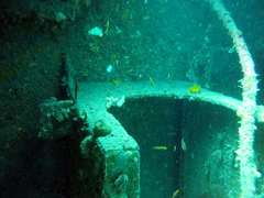 Forsterygion maryannae