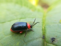 Asphaera abdominalis