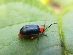 Asphaera abdominalis