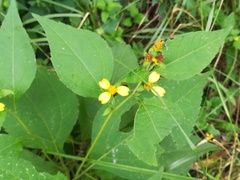 Greenmaniella resinosa