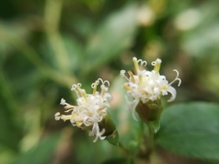 Calea ternifolia