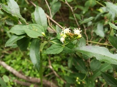 Calea ternifolia
