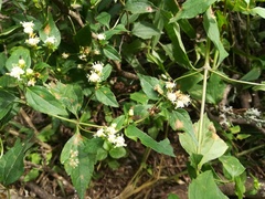 Calea ternifolia