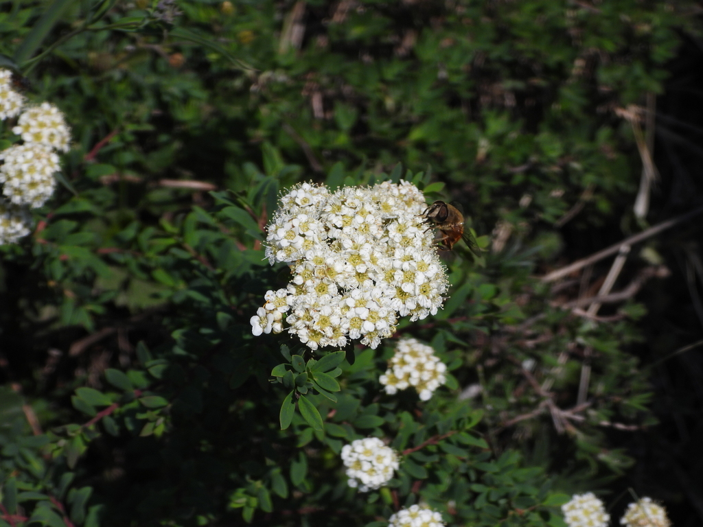 Spiraea mongolica