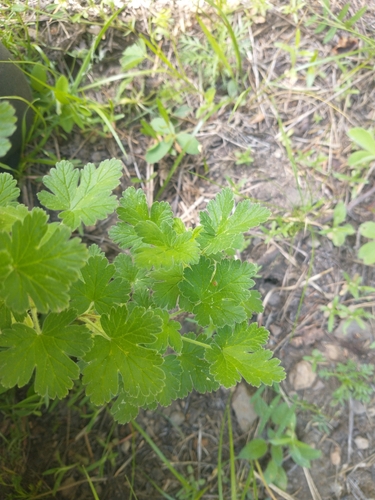 Image of Ribes binominatum by no rights reserved
