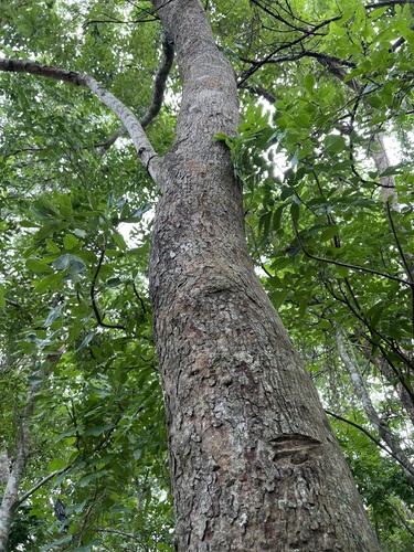 African mahogany