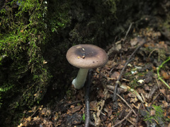 Russula nitida
