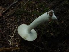 Russula nitida