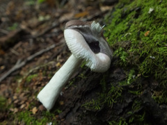 Russula nitida