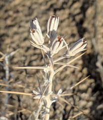 Tetradymia stenolepis