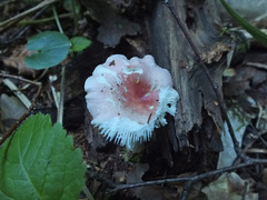 Russula betularum
