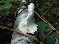 Russula betularum