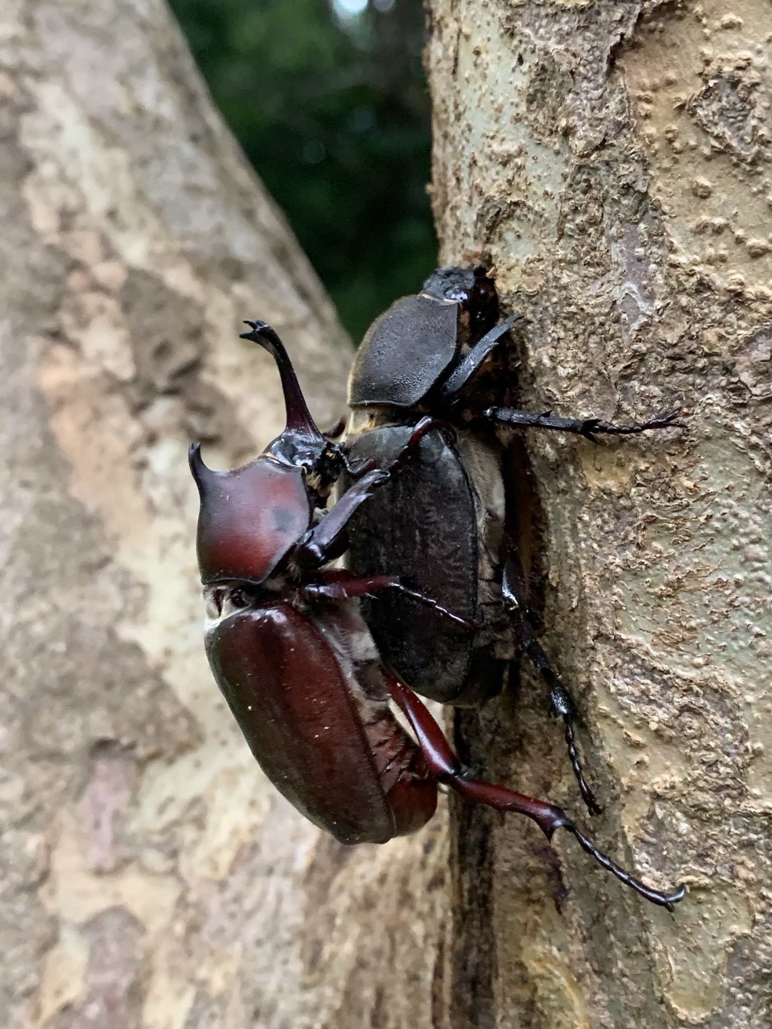 female japanese rhinoceros beetle