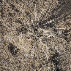 Tetradymia stenolepis