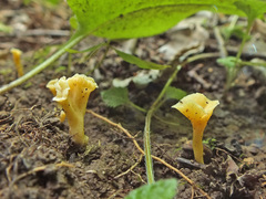 Craterellus luteus