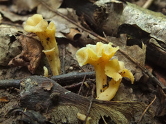 Craterellus luteus