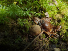 Elaphomyces muricatus