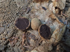 Elaphomyces muricatus