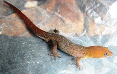 Sphaerodactylus vincenti psammius
