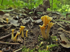 Craterellus luteus