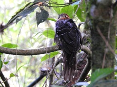 Dromococcyx pavoninus