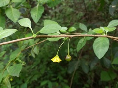 Capsicum rhomboideum