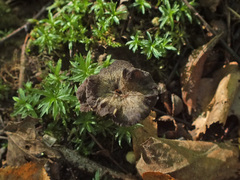 Craterellus subundulatus