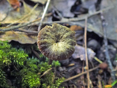 Craterellus subundulatus