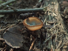 Humaria hemisphaerica image
