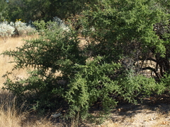 Condalia globosa