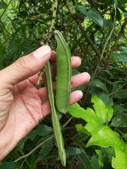 Canavalia septentrionalis