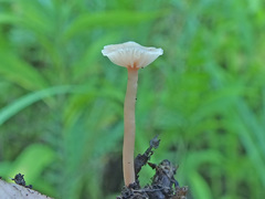 Laccaria roseoalbescens