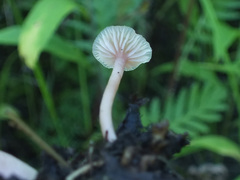 Laccaria roseoalbescens